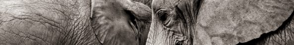 elephants portrait close-up