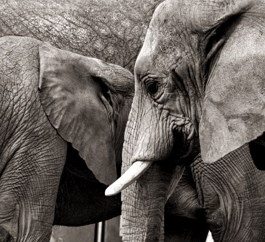 elephants portrait close-up